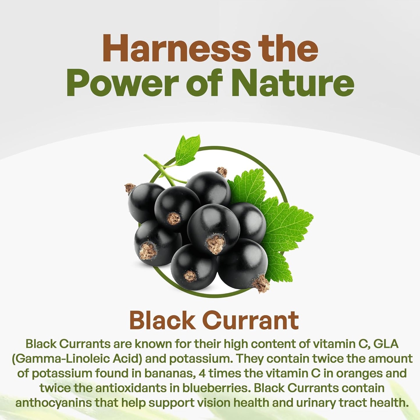 Go Nutra Black Currant Powder Ribes Nigrum 1lb Antioxident Anthocyanin Blackcurrant Berry