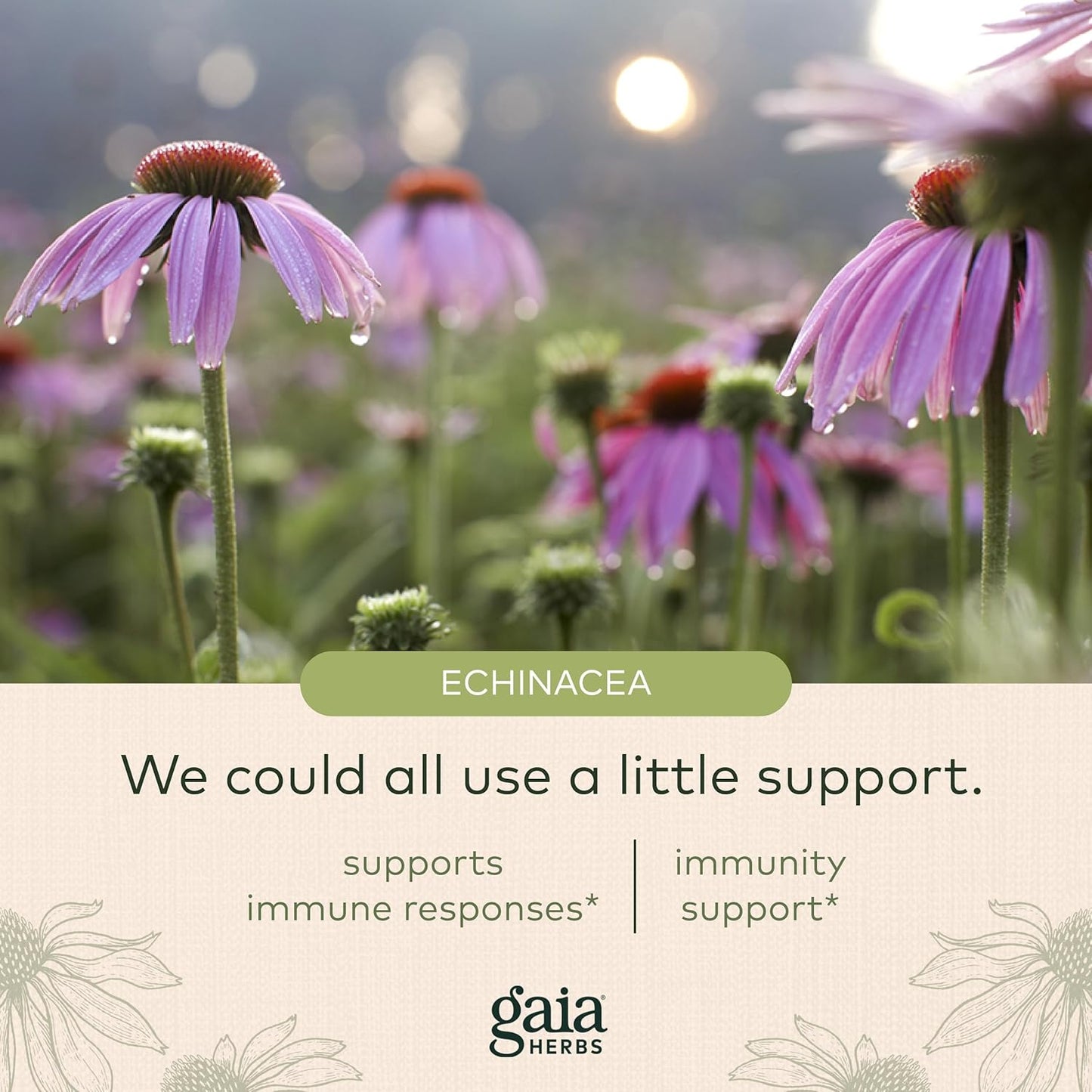 Gaia Herbs Echinacea Supreme - Immune Support Supplement - 60 Vegan Liquid Phyto-Capsules (30-Day Supply)