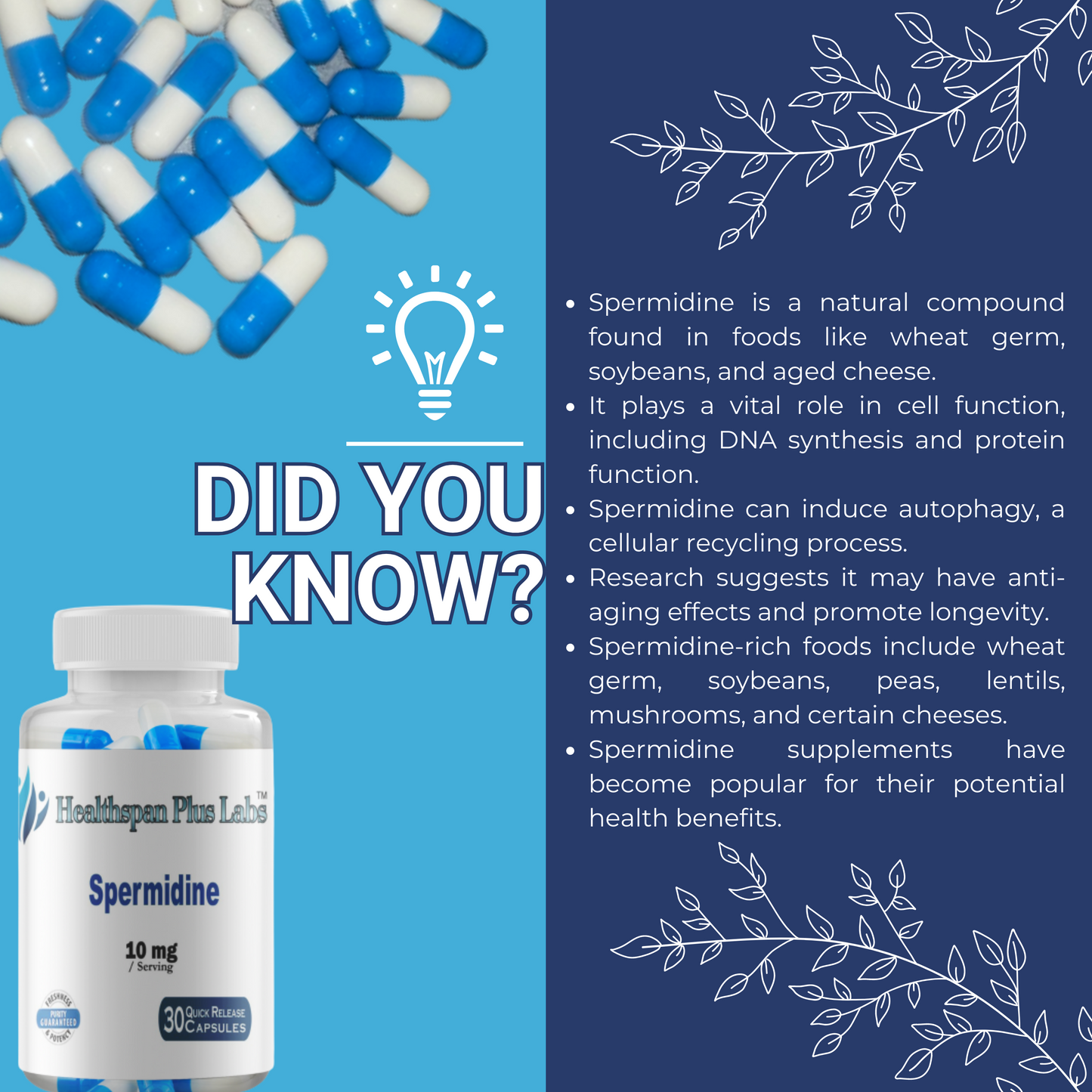 Healthspan Plus Labs Spermidine