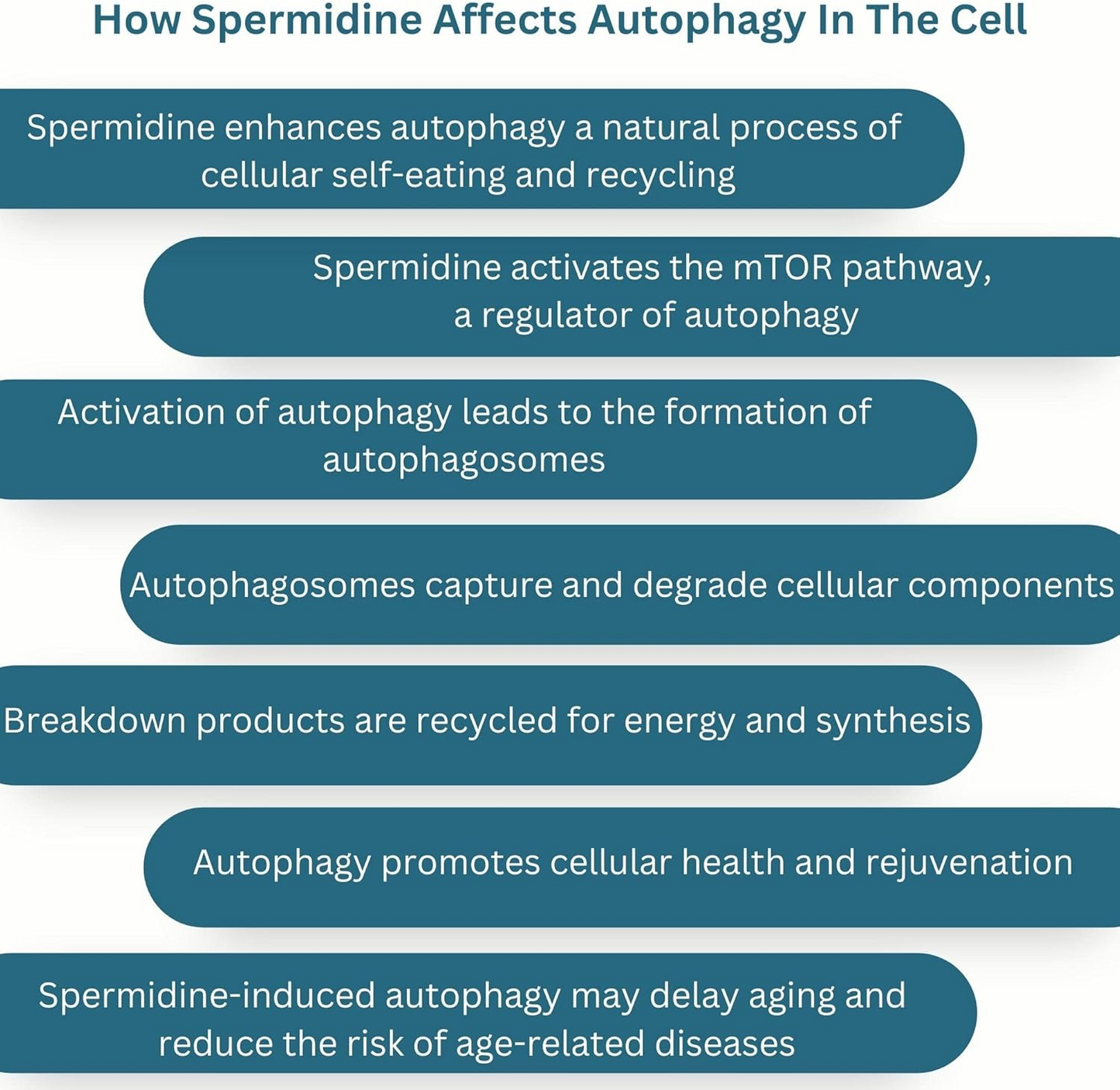 New World Health Pure Spermidine 20mg Supplement - High Potency Fast Absorption - Anti-Aging Fertility and Reproductive Health Support for Men Women - 60 Tablets - Non-GMO, Gluten-Free